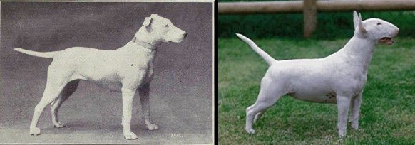 bull-terrier-1915-vs-2014