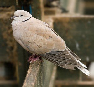 Feral_Barbary_Dove